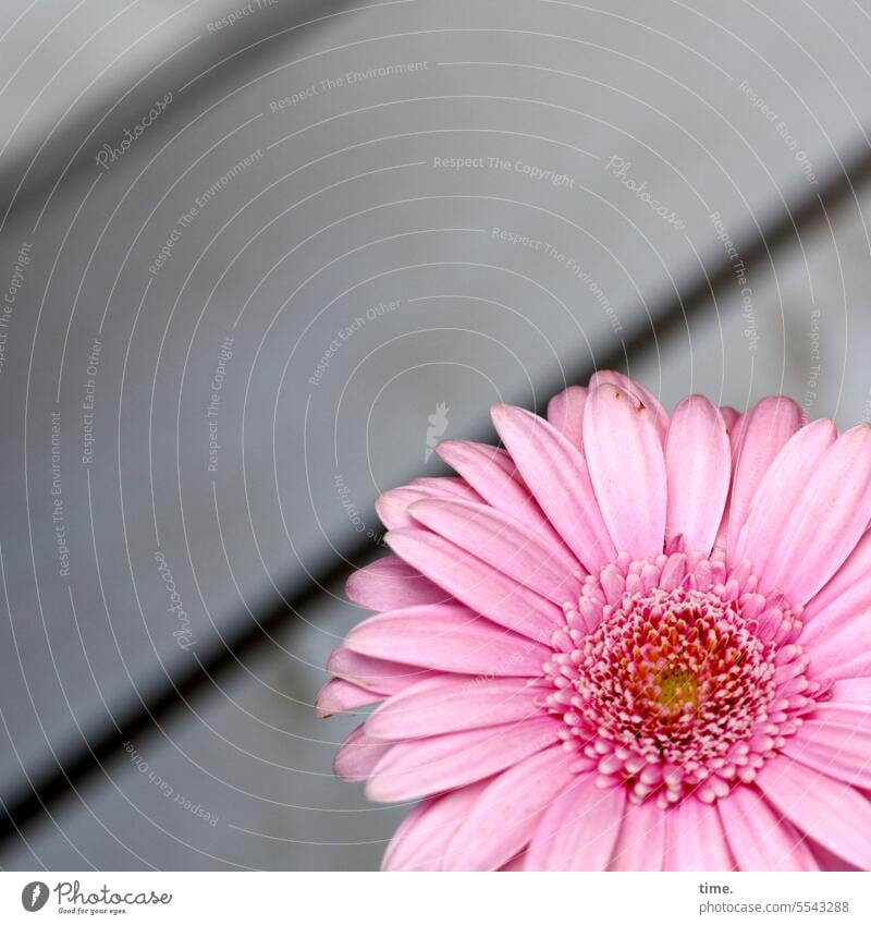 Blümchen auf Tischchen Blume Blüte rosa altrosa Holztisch Bretter diagonal Anschnitt Detailaufnahme aster Straßencafé Blütenblätter Dekoration Pflanze Flora