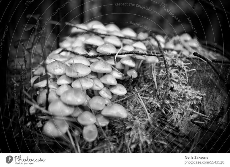 Eine Menge Pilze. Essen oder nicht essen. Hypholoma capnoides Baumruine Holz Baumpilz Baumstamm Pflanze Natur schwarz auf weiß viele Los kann essbar sein