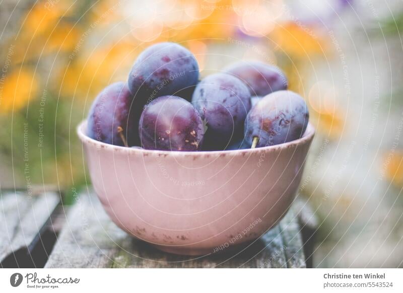 Leckere Zwetschgen Frucht Hauszwetschgen Pflaume Schalen & Schüsseln Bioprodukte Ernährung süß blau lecker Gesundheit violett Vegane Ernährung