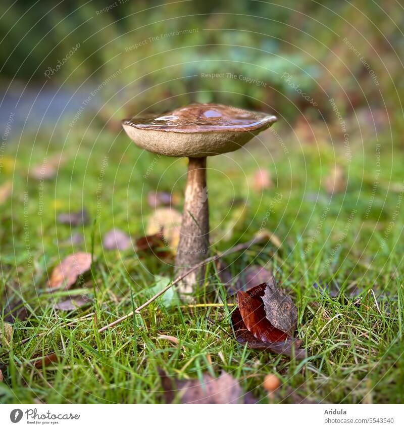 Pilz auf dem Rasen mit Herbstlaub | vermutlich ein Birkenpilz Laub Wiese Blätter essbar Natur herbstlich braun