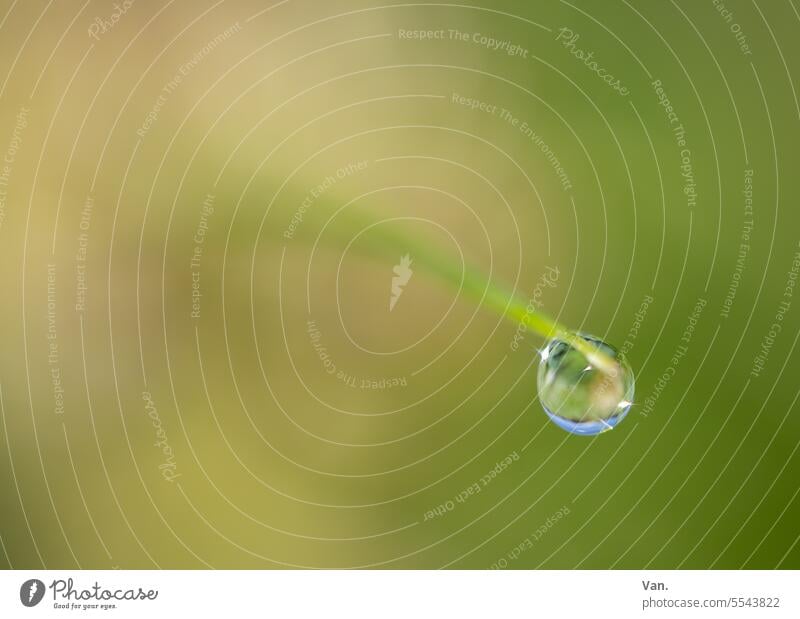 Tröpfchen Tropfen Wasser Wassertropfen Tautropfen Gras Wiese grün Natur frisch nass Makroaufnahme Menschenleer Schwache Tiefenschärfe Detailaufnahme natürlich