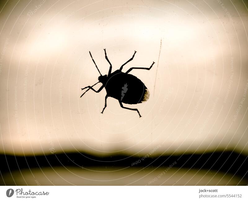 Auf die Dauer, auf der Lauer sitzt 'ne große Wanze Stachelwanze Silhouette Insekt Nahaufnahme Monochrom Unschärfe Fenster Natur Symbole & Metaphern Himmel