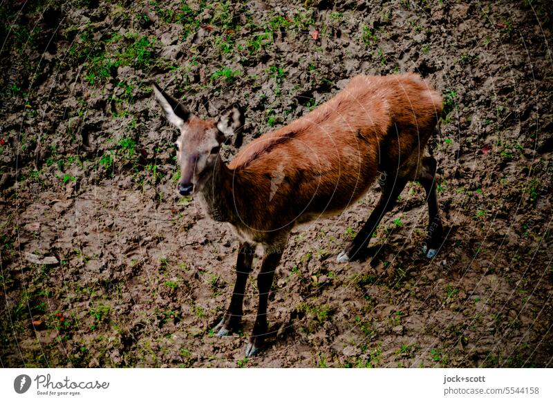 Jungtier (Hirsch) Tier Tierporträt Waldboden Vogelperspektive braun Natur natürlich Umwelt Säugetier jung Tierjunges stehen Low Key Erdboden niedlich Lebensraum