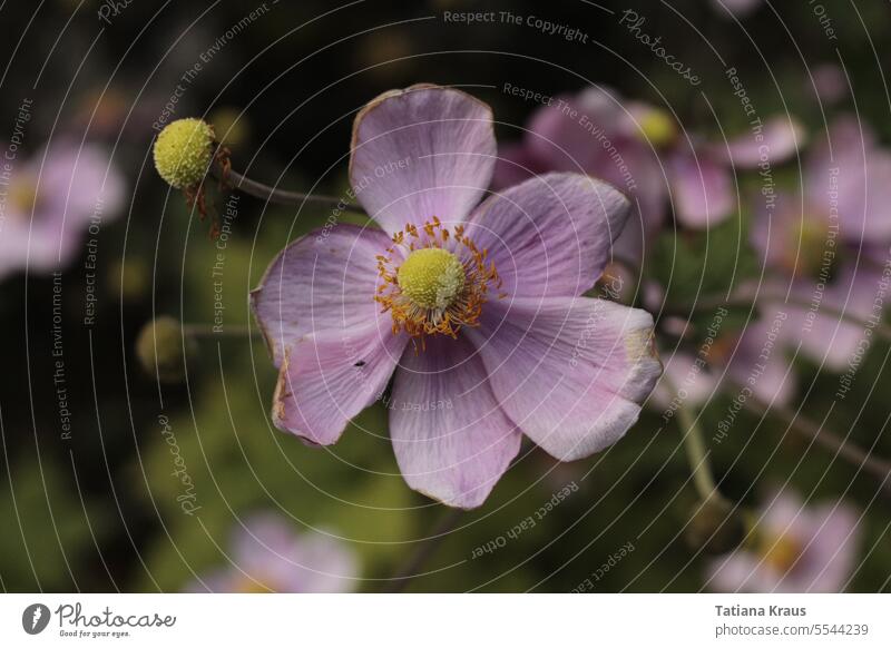 Herbstanemone Kuhschelle Blume rosa gelb grün Blüte Blühend hübsch Natur Nahaufnahme Pflanze Garten verblüht