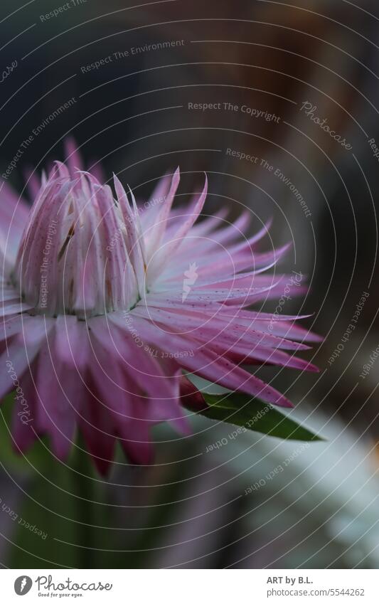 Zeige nicht immer gleich alles, schüchterne Strohblume im Ausschnitt Blume blüte ausschnitt aufgeblüht kontrast herbst jahreszeit strohblume garten symbolisch