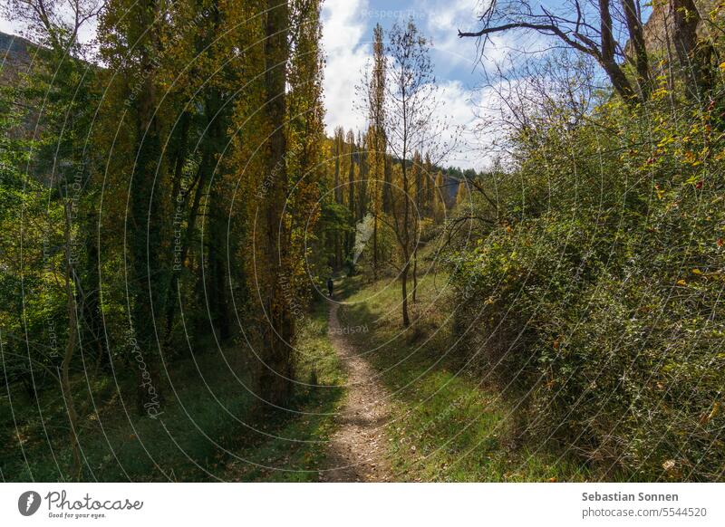 Der schöne Weg mit Pappelbäumen im Herbst im Naturpark Hoces del Duraton bei Sepulveda, Segovia, Spanien Baum Tal Landschaft Ansicht Schlucht Fluss Pappeln