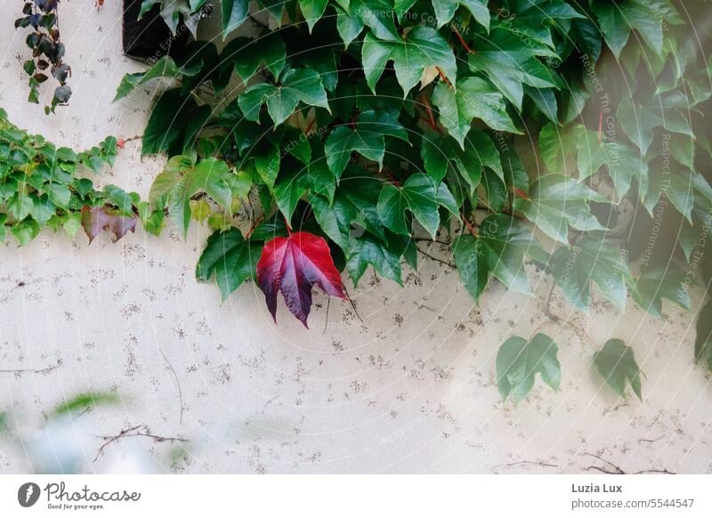 Jungfernrebe an einer hellen Fassade, ein einzelnes Blatt ist schon herbstlich rot bewachsen Natur Wachstum Ranke Wand Kletterpflanzen Herbstlaub Herbstfärbung