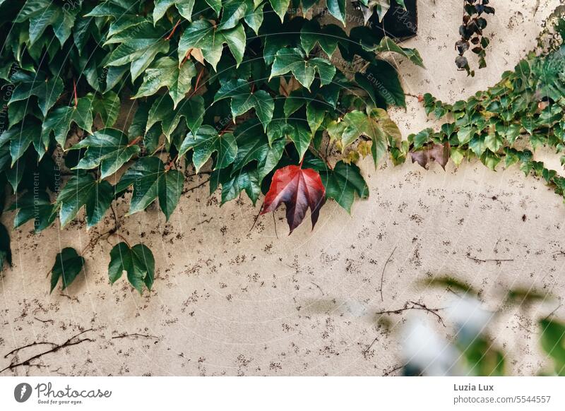 Jungfernrebe an einer hellen Fassade, ein einzelnes Blatt ist schon herbstlich rot bewachsen Natur Wachstum Ranke Wand Kletterpflanzen Herbstlaub Herbstfärbung