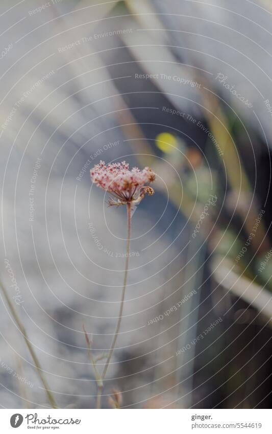 Küstenblume Blume Blüte klein Natur Pflanze Farbfoto Schwache Tiefenschärfe Menschenleer Außenaufnahme Nahaufnahme Blühend Tag grün grau magenta rosa mehrfarbig