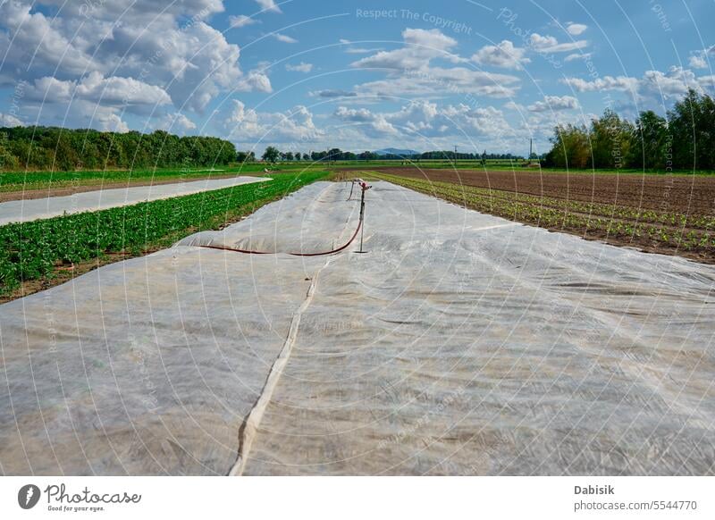 Grüne Wiese mit Bewässerungsanlage. Landwirtschaft Bauernhof Feld grün Spray Ackerbau Ernte Sprinkleranlage Landschaft organisch landwirtschaftlich Tröpfchen