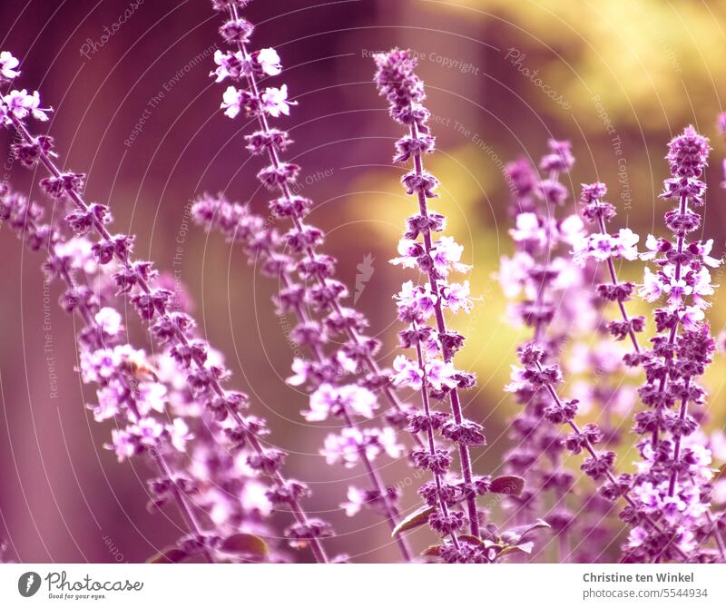 Der Duft des Sommers Blüten Blüten-Salbei Zierstaude Salvia nemorosa Gartenstaude Staude blühend Blütenstaude Insektenfreundlich Nahaufnahme Pflanze Natur schön