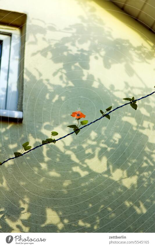 Schwarzäugige Susanne blühen blüte erholung ferien garten herbst kleingarten kleingartenkolonie menschenleer natur pflanze ruhe saison schrebergarten sommer