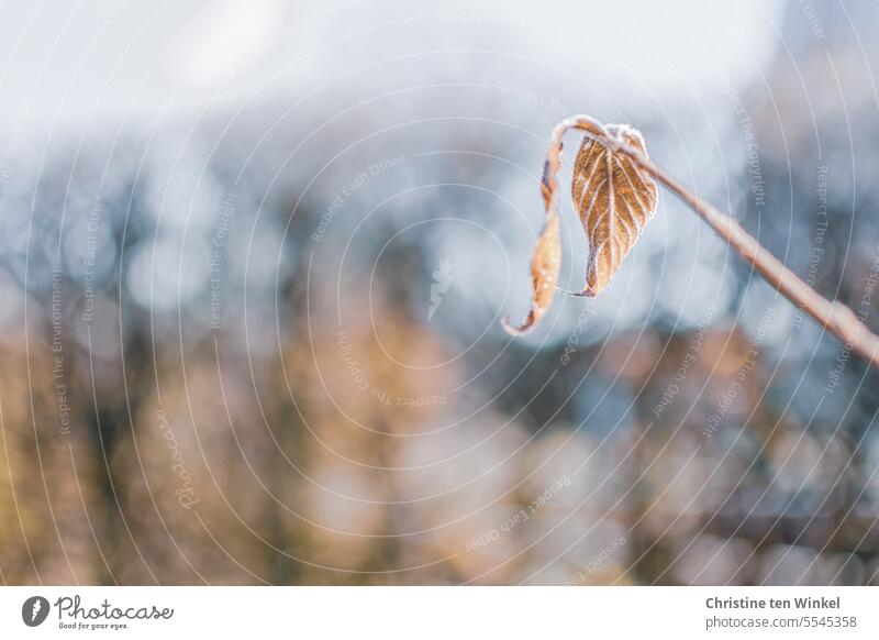 frostige Blätter am Zweig Nahaufnahme Winterstimmung Raureif kalt gefroren Frost Kälte bokeh winterlich Natur überfroren Wintertag braun blau frieren Weigelia