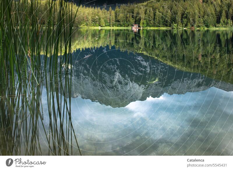 Parallelwelt / Spiegelung See Bergsee Seeufer Binsen Wasser Berge u. Gebirge Reflexion & Spiegelung Alpen Landschaft Natur Idylle ruhig Himmel wandern Erholung