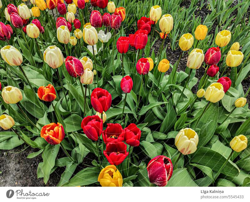 Tulpen Tulpenstrauß Tulpenblüte grün Frühlingsgefühle Natur Blumen Blühend Pflanze Blumenstrauß Blüte Dekoration & Verzierung gelb Menschenleer hübsch Muttertag