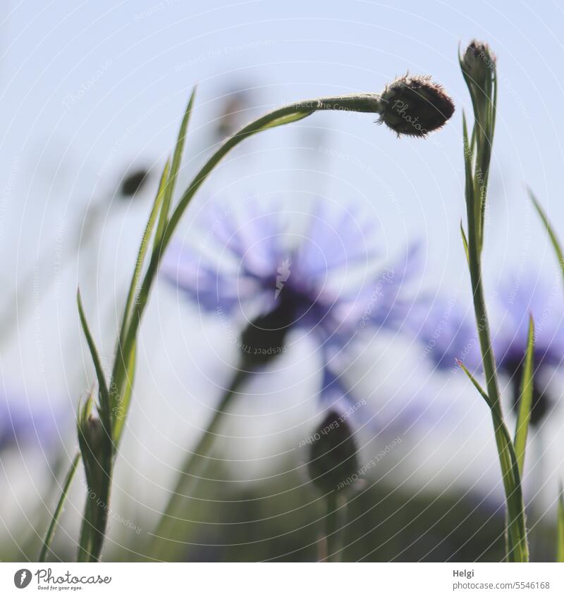 Sommertraum Kornblumen Blume Blüte Knospe Stängel Schärfe Unschärfe Himmel Licht Schatten Blatt blühen wachsen Natur Feldrand Pflanze Außenaufnahme Menschenleer