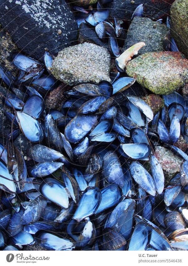 Miesmuscheln mit Krebsschere Muscheln blau Meerestiere Ferien & Urlaub & Reisen Muschelschale Natur Nahaufnahme Außenaufnahme