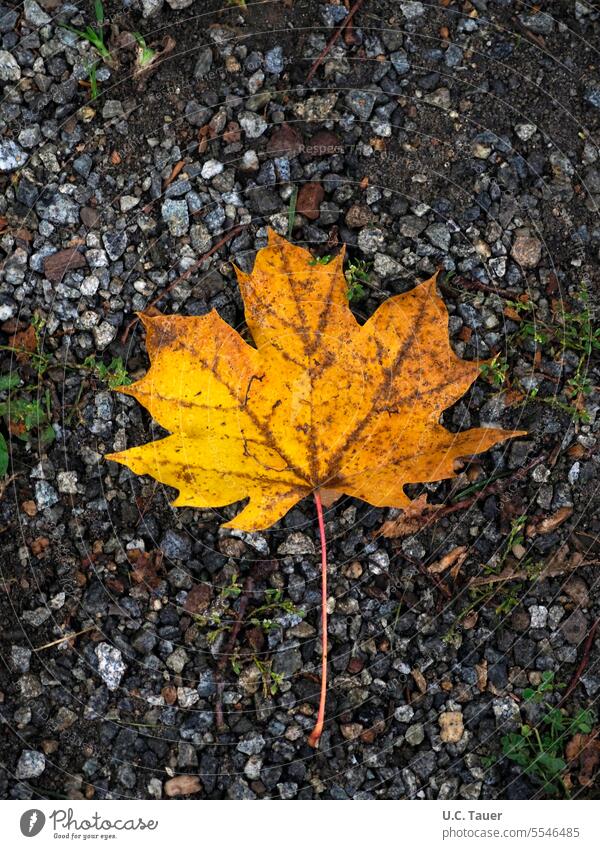 Herbstblatt auf Kies gelb fallen Blatt Herbstfärbung Herbststimmung grau Herbstlaub herbstlich Herbstsaison Herbstfarben Herbstbeginn Vergänglichkeit Saison