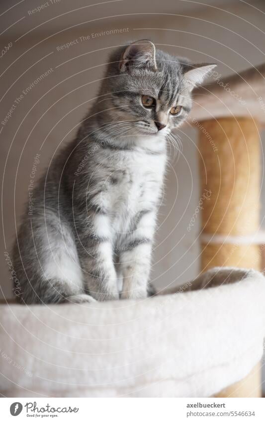 silber gestromtes Britisch-Kurzhaar-Kätzchen sitzt auf dem Kratzbaum Britisch Kurzhaar Katzenbaby züchten Sitzen Tabby Reinrassig klein niedlich Tier grau jung