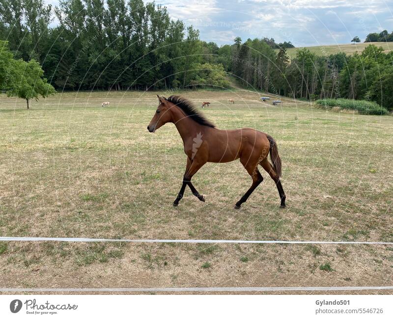 Trabendes Trakehnerfohlen auf der Weide Fohlen Pferd trabend trakehner Trakehner Rasse trott jung schön elegant Trabfohlen Trabrennpferd außerhalb Reiterin