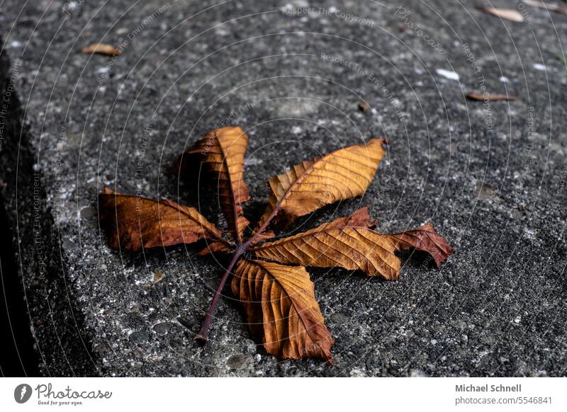 Kastanienblätter Kastanienblatt Blatt Natur Herbst herbstlich Herbstlaub braun Herbstfärbung Herbstbeginn Vergänglichkeit Herbststimmung Laubwerk Herbstfarben