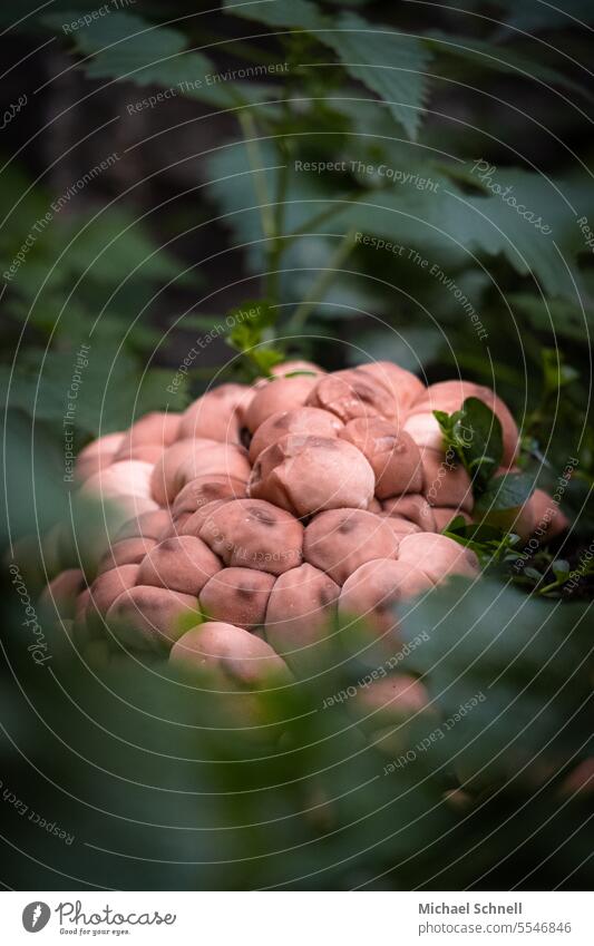 Pilzanreicherung Pilze Herbst Natur Wald Umwelt Farbfoto natürlich frisch braun zur gleichen Zeit Zusammenhalt Zusammensein Zugehörigkeit