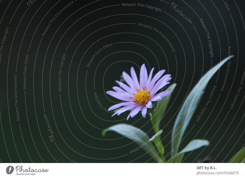 die kleine rechts in der Ecke aster herbst jahreszeit blüte blume aufgeblüht herbstaster zart fligran innen blau hellblau textfreiheit menscheleer solo solistin