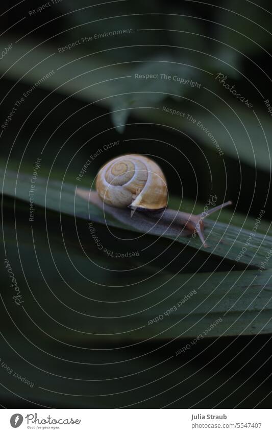 Weites Land | kleine Weinbergschnecke am frühen morgen Schneckenhaus Grashalm Mini natürlich grün ockerfarben langsam braun Fühler