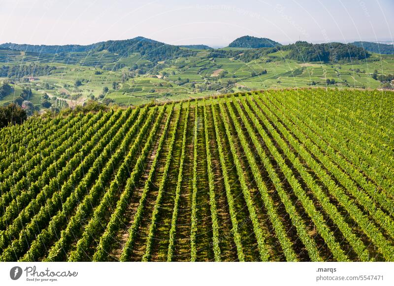 Weinbau Linie Horizont Himmel Schönes Wetter Sommer Kaiserstuhl Weinrebe Weinberg Muster Perspektive Natur natürlich Hügel Nutzpflanze Landschaft