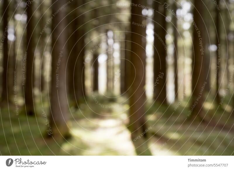 Schwarzwald in mild Wald Bäume Baumstämme Waldboden undeutlich schemenhaft braun grün Licht Schatten hell und dunkel Traum Menschenleer Farbfoto Natur