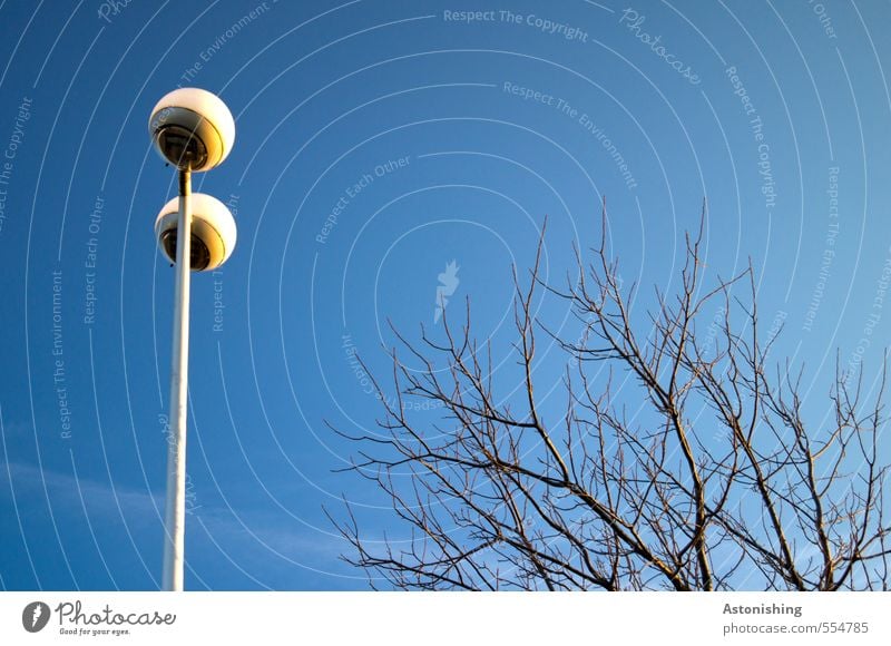 dem Licht entgegen Umwelt Natur Luft Himmel Wolkenloser Himmel Herbst Wetter Schönes Wetter Pflanze Baum Park stehen Wachstum dünn hoch blau schwarz weiß