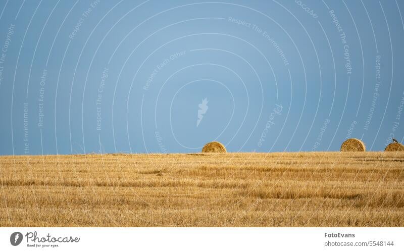 Strohballen auf abgeerntetem Feld mit blauem Himmel Horizont copyspace Heu Natur rollen ländlich Ackerbau Sommer Müsli Bauernhof Ranch Bartstoppel Textfreiraum