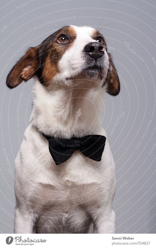 Mach das Licht an! Tier Hund Tiergesicht 1 hören Liebe Blick sitzen elegant einzigartig klug schön weiß Freundschaft Tierliebe Farbfoto Studioaufnahme