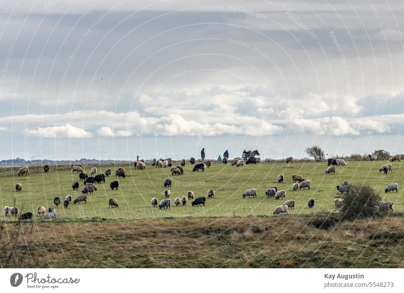 Schafherde in der Heidelandschaft Schafe Sylt Sylt Landschaft Naturschutzgebiet Naturerlebnis Naturlandschaft Küste Sylt-Insel Schleswig-Holstein Deutschland