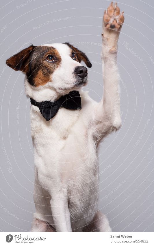 Ich schwöre I´m, ein echter Gentleman. Tier Haustier Hund Tiergesicht 1 Blick sitzen elegant einzigartig weiß Gefühle Leidenschaft Freundschaft Tierliebe