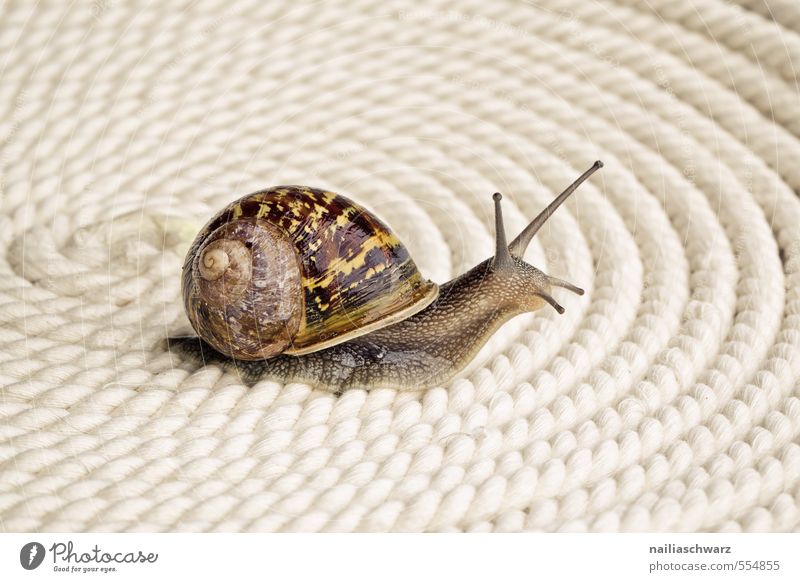 Schnecke Sommer Tier Haustier Wildtier 1 Zeichen Ornament Linie Spirale beobachten krabbeln Blick Freundlichkeit klein Neugier niedlich gelb Freude Fröhlichkeit