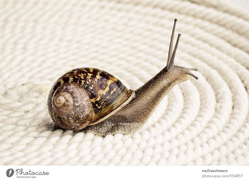 Rennschnecke Sommer Tier Wildtier Schnecke Weinbergschnecken rennschnecke 1 glänzend rund schleimig braun gelb krabbeln Geschwindigkeit Farbfoto Gedeckte Farben