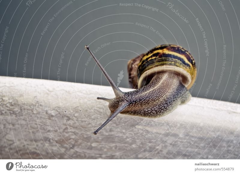 Schnecke Sommer Tier Wildtier 1 Stein Linie beobachten krabbeln rennen Blick schön natürlich Neugier niedlich gelb grau Interesse entdecken curiosity looking