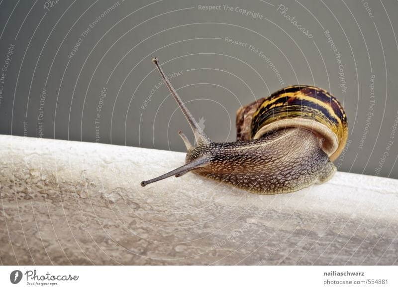 Curious Snail Sommer Natur Tier Schnecke 1 beobachten entdecken krabbeln rennen Blick einfach Fröhlichkeit natürlich Neugier niedlich schön gelb grau