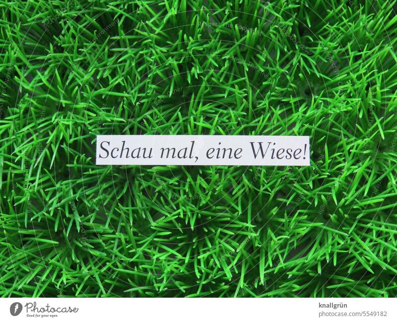 Schau mal, eine Wiese! grün Natur staunen Außenaufnahme Gras grasgrün naturverbunden ökologisch Umwelt Nahaufnahme Sommer Pflanze Farbfoto Menschenleer Tag