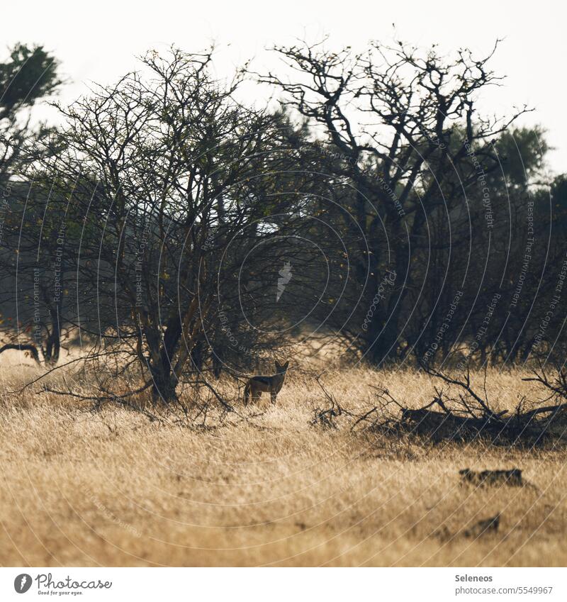 gut getarnt Südafrika Limpopo Jakal Safari Wildnis Wildtier Ferien & Urlaub & Reisen Tourismus Abenteuer Ausflug Freiheit Ferne Außenaufnahme fantastisch