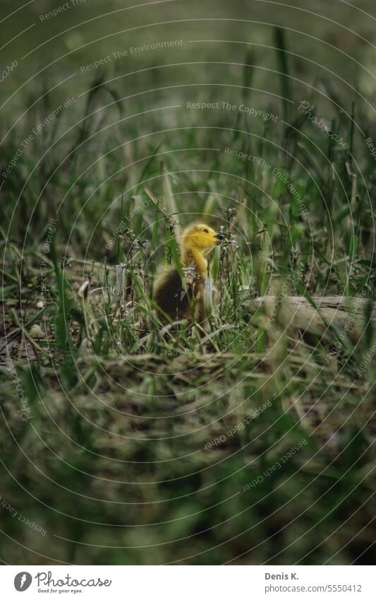 Küken Gans Tier Außenaufnahme Farbfoto Tierjunges Vogel Tag Natur niedlich Wildtier Sonnenlicht klein Umwelt Menschenleer Frühling Gras Wiese Textfreiraum oben