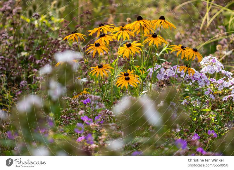 Blumenbeet mit gelbem Sonnenhut und Phlox gelber Sonnenhut Rudbeckia Sommer Natur Pflanze Blüte Blühend Garten natürlich ästhetisch schön September Spätsommer