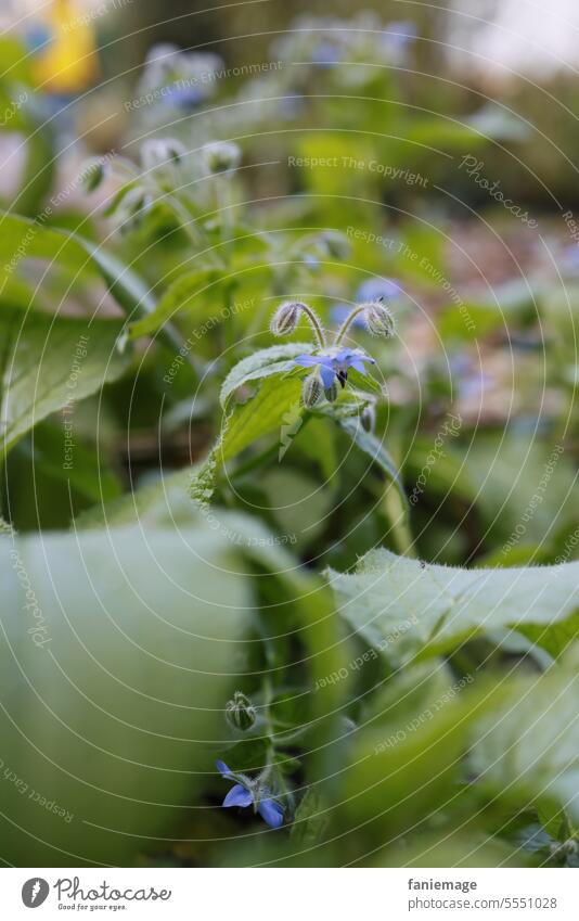 Borretsch im Klostergarten kräuter grüne Soße Garten Grün Grünzeug bluete lila violett Nutzpflanze Gesundheit gesund Natur Nahaufnahme wachsen blühen natürlich