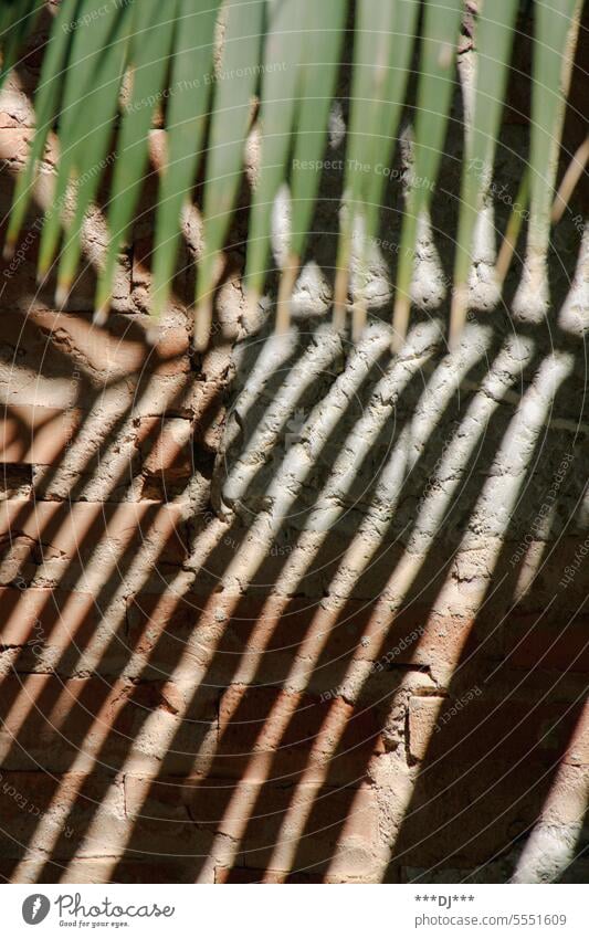 Die Fächer einer Palme werfen einen Schatten auf das Mauerwerk aus Beton und Ziegelsteinen. Es entsteht ein Spiel aus Licht und Schatten. Wand Palmblatt