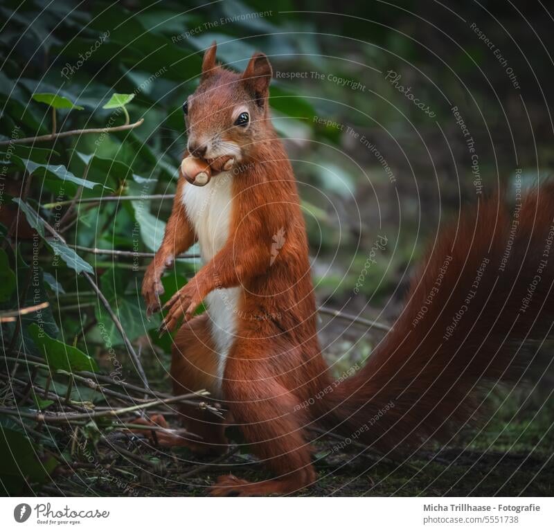 Eichhörnchen mit 2 Haselnüssen im Maul Sciurus vulgaris Wildtier Tiergesicht Fell Nagetiere Pfote Krallen Schwanz Ohr Auge Kopf Fressen knabbern nah genießen