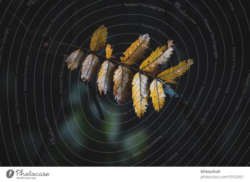 Herbstblätter Herbstlaub herbstlich Blätter Herbststimmung Herbstfärbung Jahreszeiten Vergänglichkeit Nahaufnahme Herbstfarben Herbstwetter Herbstsaison Umwelt