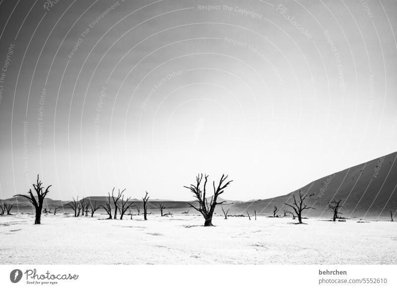 ein leiser moment Baum toter Baum Sossusvlei Außenaufnahme Sesriem reisen Fernweh Ferne Namibia Afrika Wüste Sand Einsamkeit Natur Ferien & Urlaub & Reisen