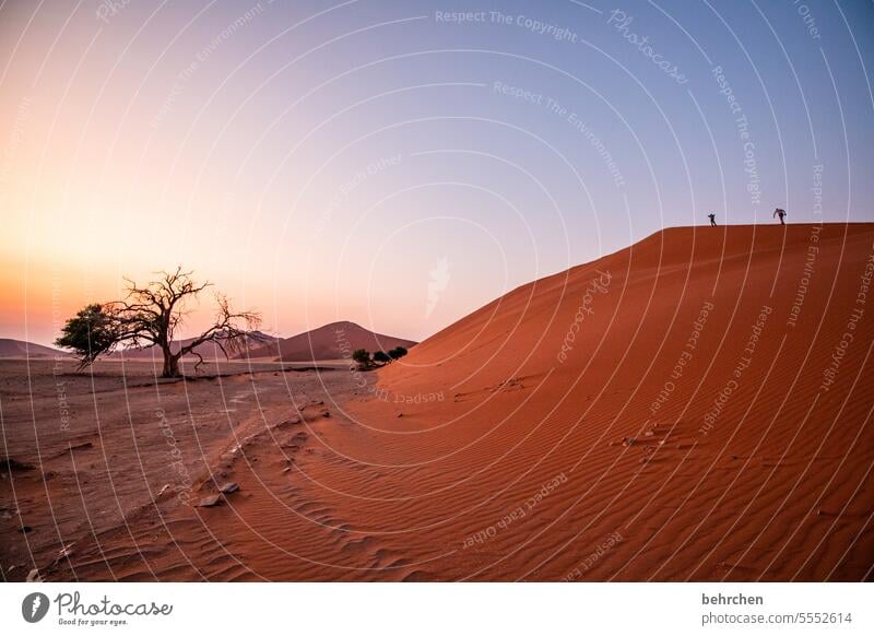 zwei auf dem weg nach oben Wüste Sehnsucht dune 45 Schatten reisen Sand Licht Abenteuer Fernweh Außenaufnahme traumhaft Einsamkeit Farbfoto Afrika Sossusvlei