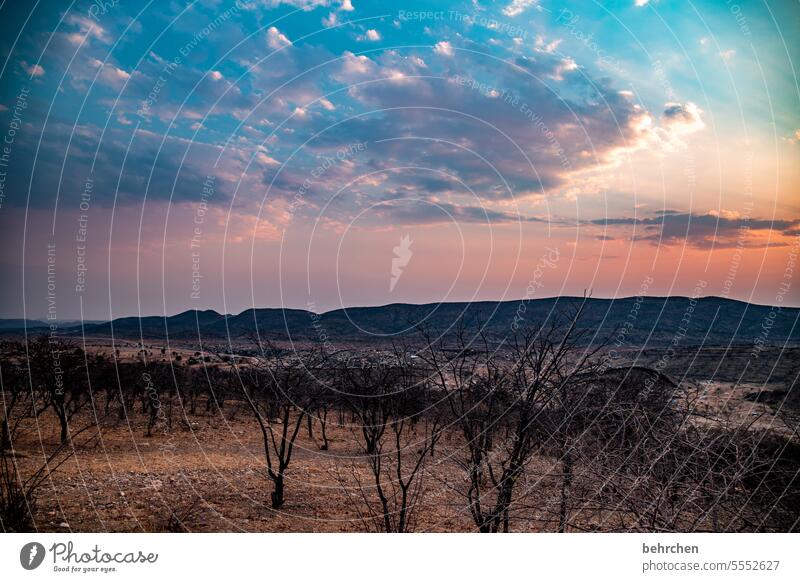 pastellig Sonnenuntergang Abend Abenddämmerung Sträucher opuwo kaokoveld fantastisch romantisch Idylle Fernweh Sonnenlicht Natur Sehnsucht reisen Namibia